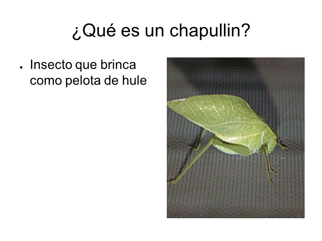 ¿Qué es un chapullin Insecto que brinca como pelota de hule
