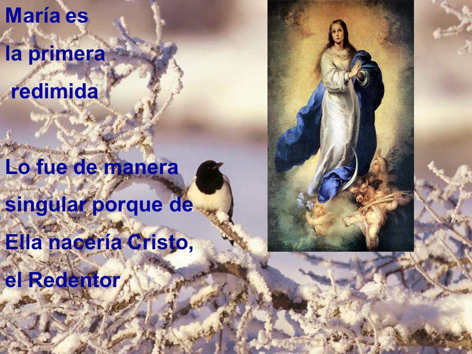 María es la primera redimida Lo fue de manera singular porque de Ella nacería Cristo, el Redentor