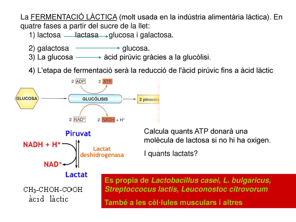 La FERMENTACIÓ LÀCTICA (molt usada en la indústria alimentària làctica). En quatre fases a partir del sucre de la llet: 1) lactosa lactasa glucosa i galactosa.