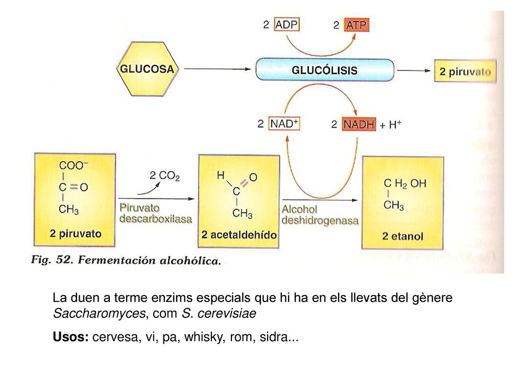 La duen a terme enzims especials que hi ha en els llevats del gènere Saccharomyces, com S. cerevisiae
