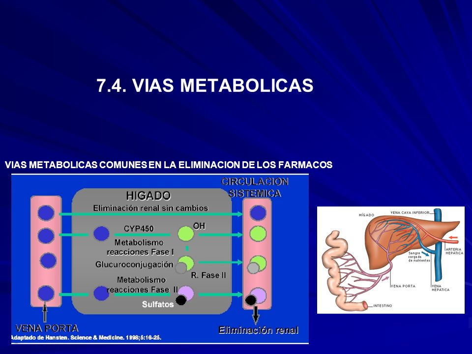7.4. VIAS METABOLICAS VIAS METABOLICAS COMUNES EN LA ELIMINACION DE LOS FARMACOS
