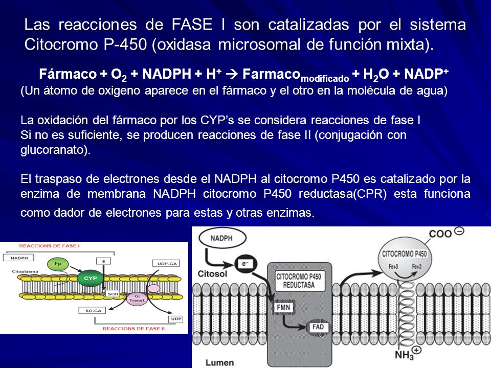 Fármaco + O2 + NADPH + H+  Farmacomodificado + H2O + NADP+