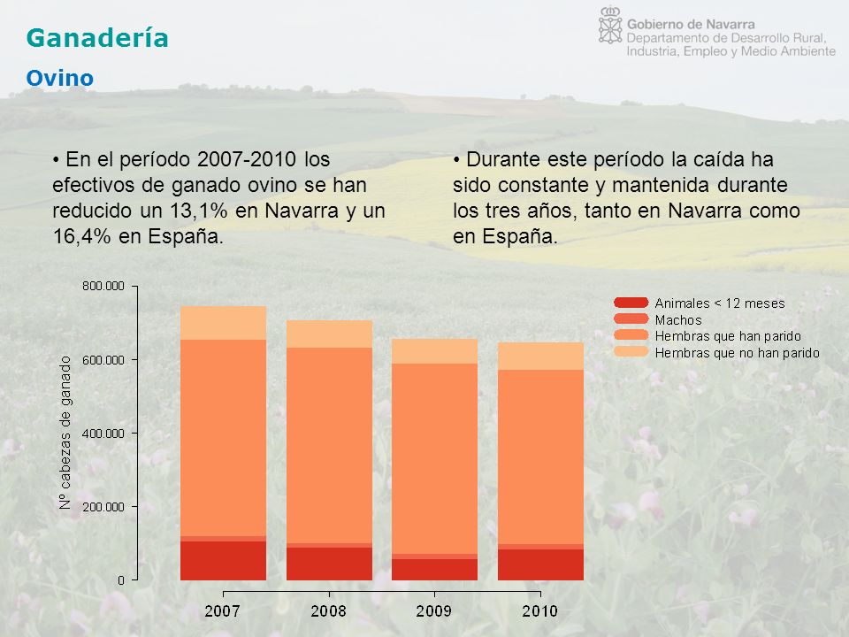 Ganadería Ovino. En el período los efectivos de ganado ovino se han reducido un 13,1% en Navarra y un 16,4% en España.