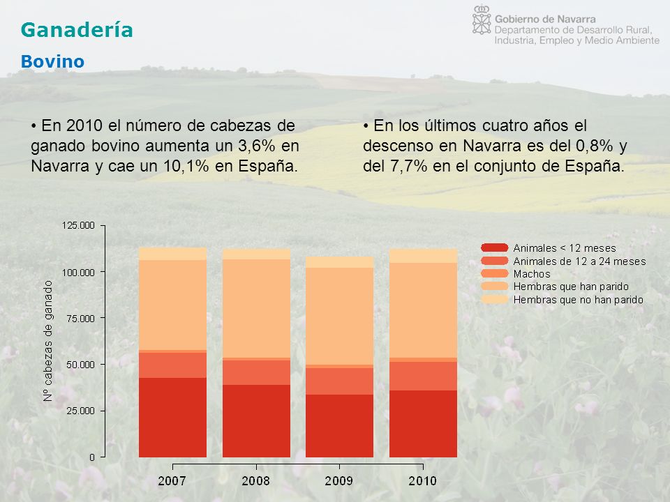 Ganadería Bovino. En 2010 el número de cabezas de ganado bovino aumenta un 3,6% en Navarra y cae un 10,1% en España.
