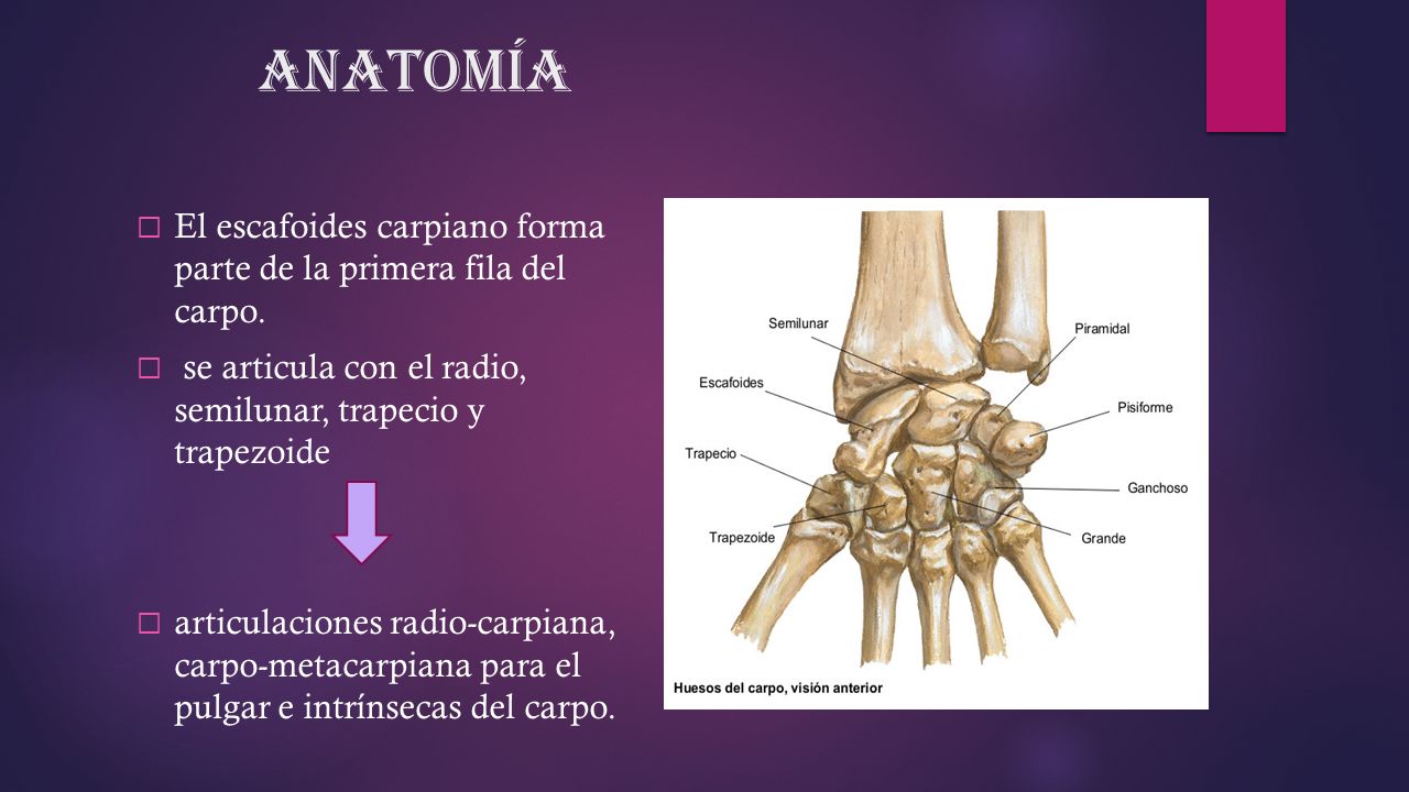 Anatomía El escafoides carpiano forma parte de la primera fila del carpo. se articula con el radio, semilunar, trapecio y trapezoide.
