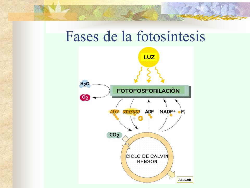 Fases de la fotosíntesis