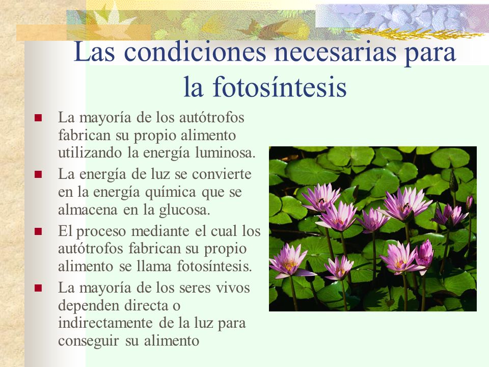 Las condiciones necesarias para la fotosíntesis