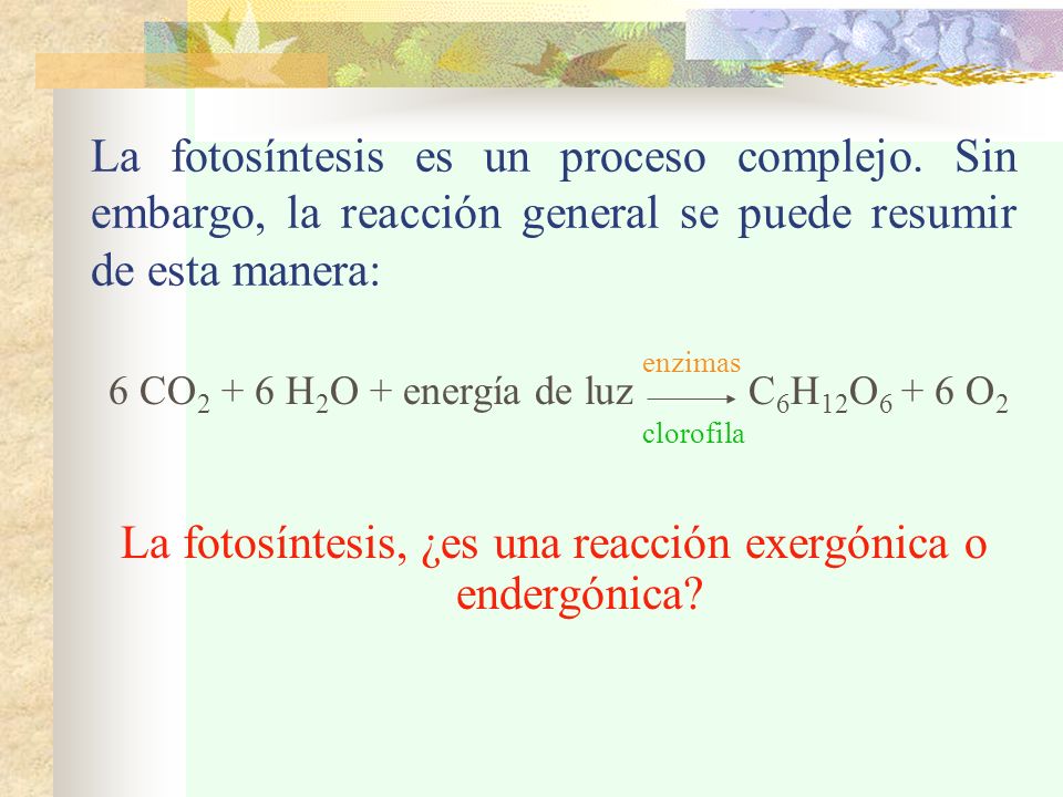 La fotosíntesis, ¿es una reacción exergónica o endergónica