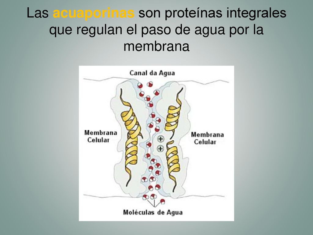 Las acuaporinas son proteínas integrales que regulan el paso de agua por la membrana