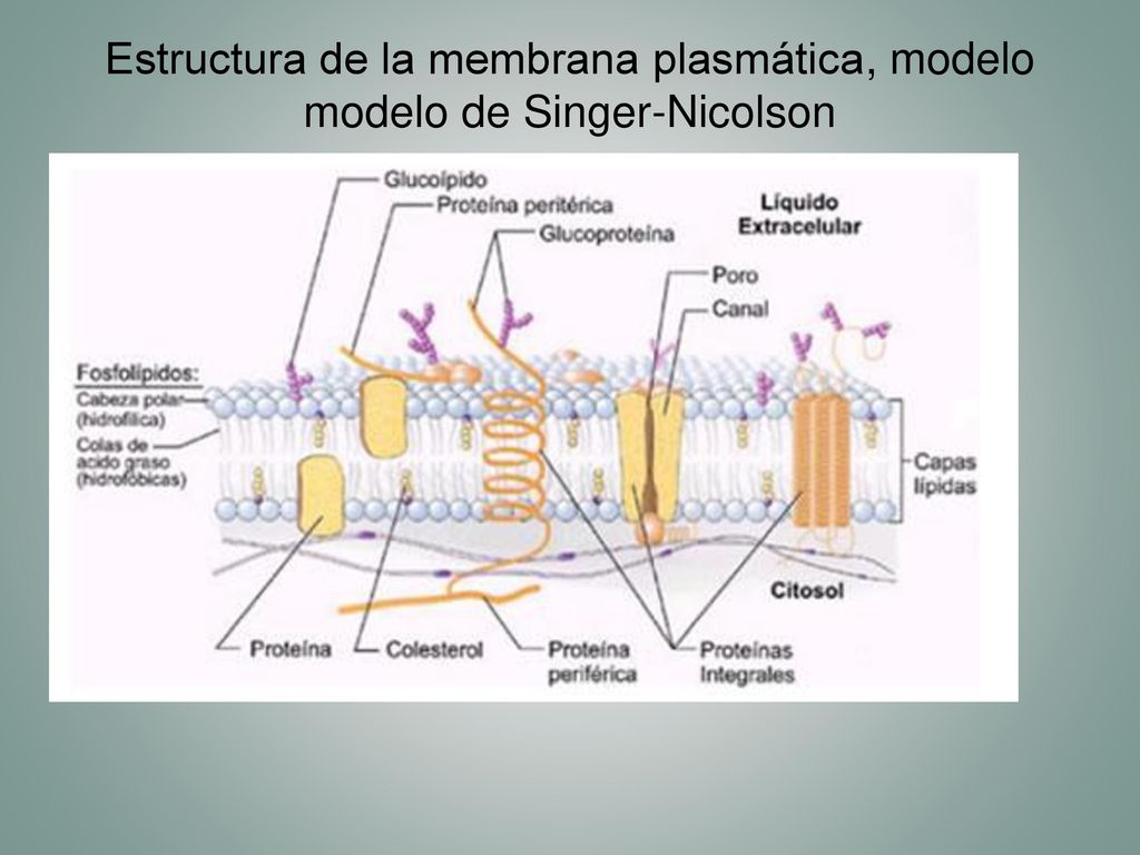 Célula II Estructuras de membrana - ppt descargar