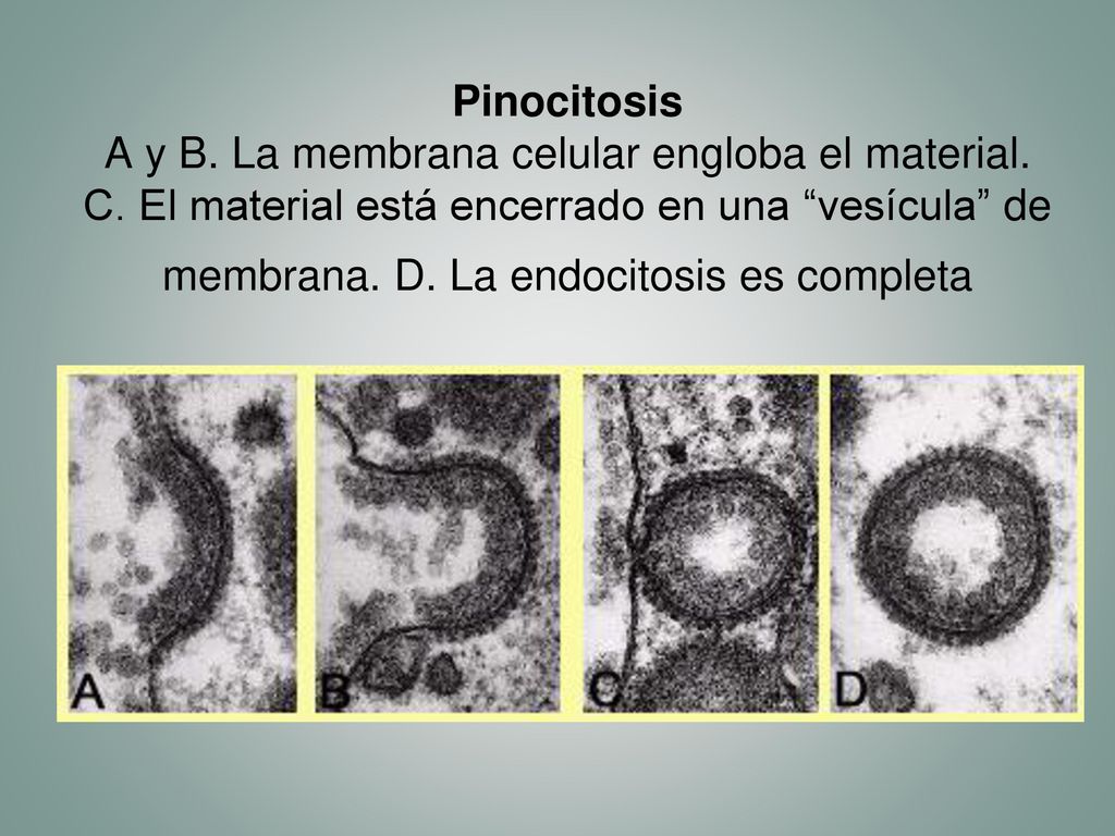 Pinocitosis A y B. La membrana celular engloba el material. C