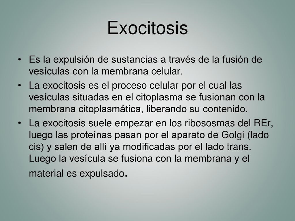 Exocitosis Es la expulsión de sustancias a través de la fusión de vesículas con la membrana celular.