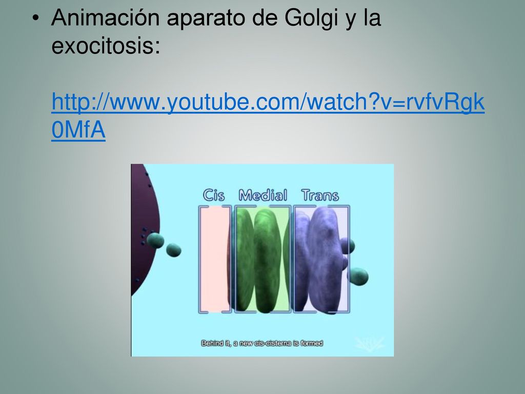 Animación aparato de Golgi y la exocitosis:   youtube