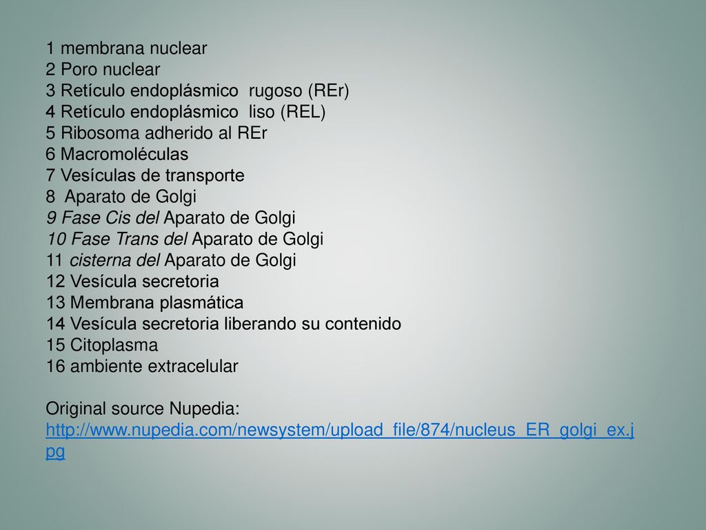1 membrana nuclear 2 Poro nuclear. 3 Retículo endoplásmico rugoso (REr) 4 Retículo endoplásmico liso (REL)