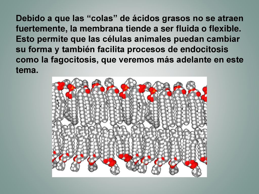 Debido a que las colas de ácidos grasos no se atraen fuertemente, la membrana tiende a ser fluida o flexible.