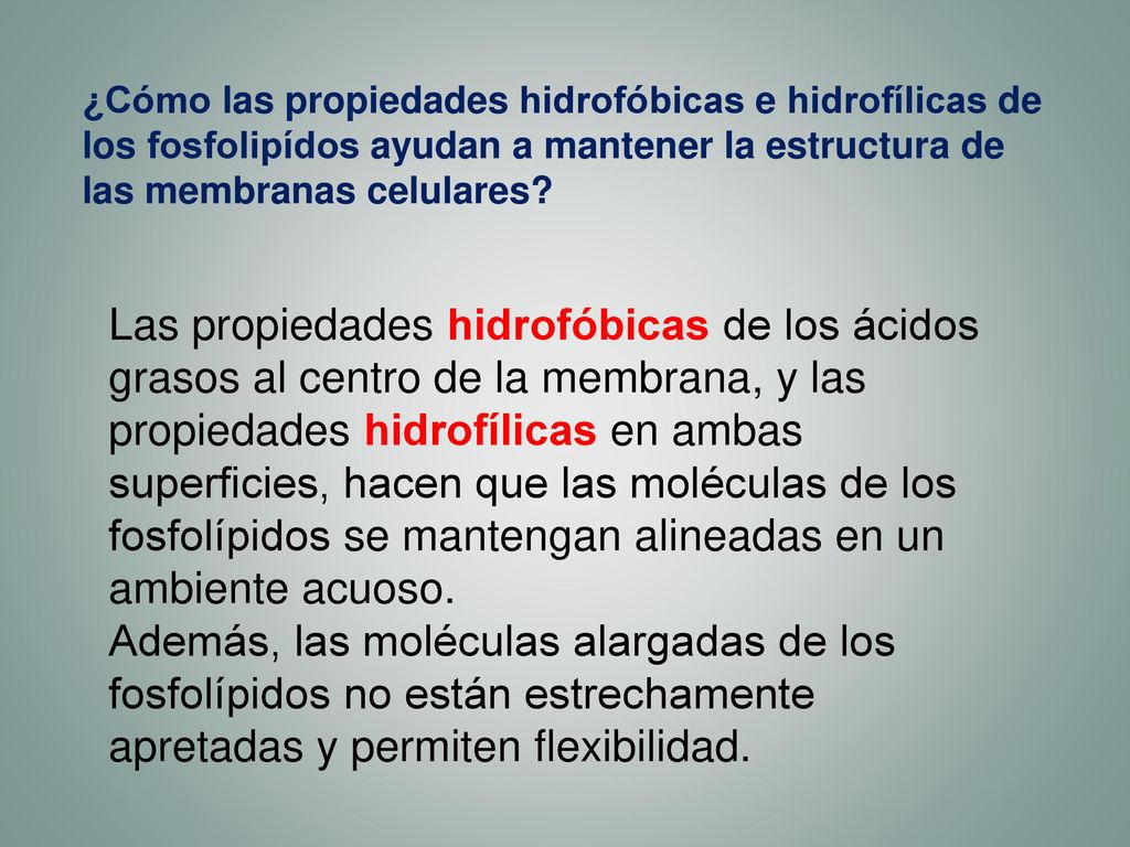 ¿Cómo las propiedades hidrofóbicas e hidrofílicas de los fosfolipídos ayudan a mantener la estructura de las membranas celulares