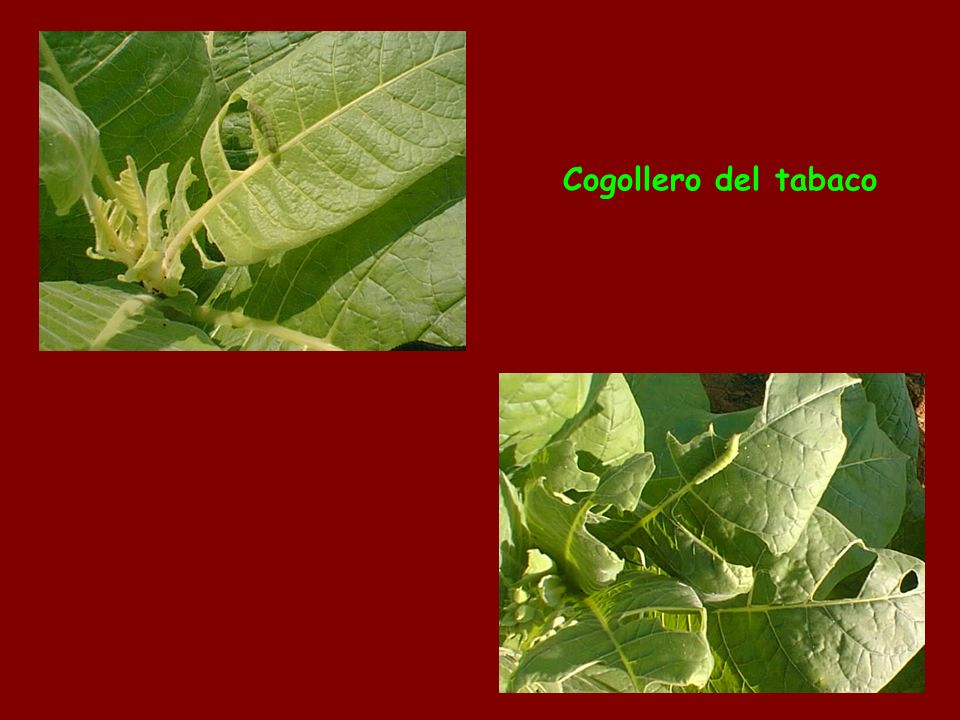 Cogollero del tabaco The worms eat the top of the Tobacco.