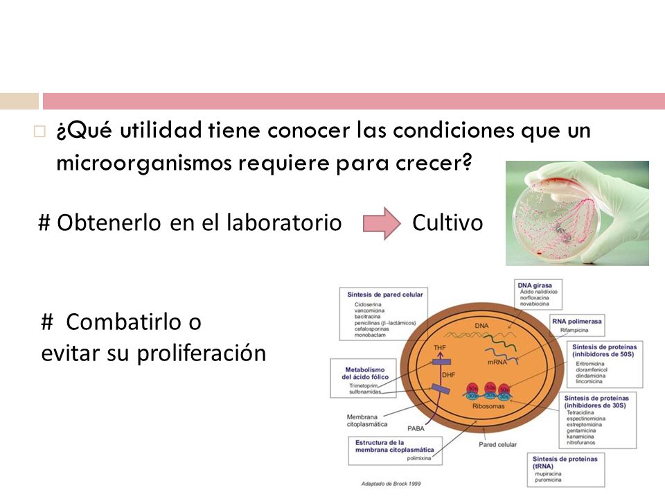 Introducción ¿Qué utilidad tiene conocer las condiciones que un microorganismos requiere para crecer
