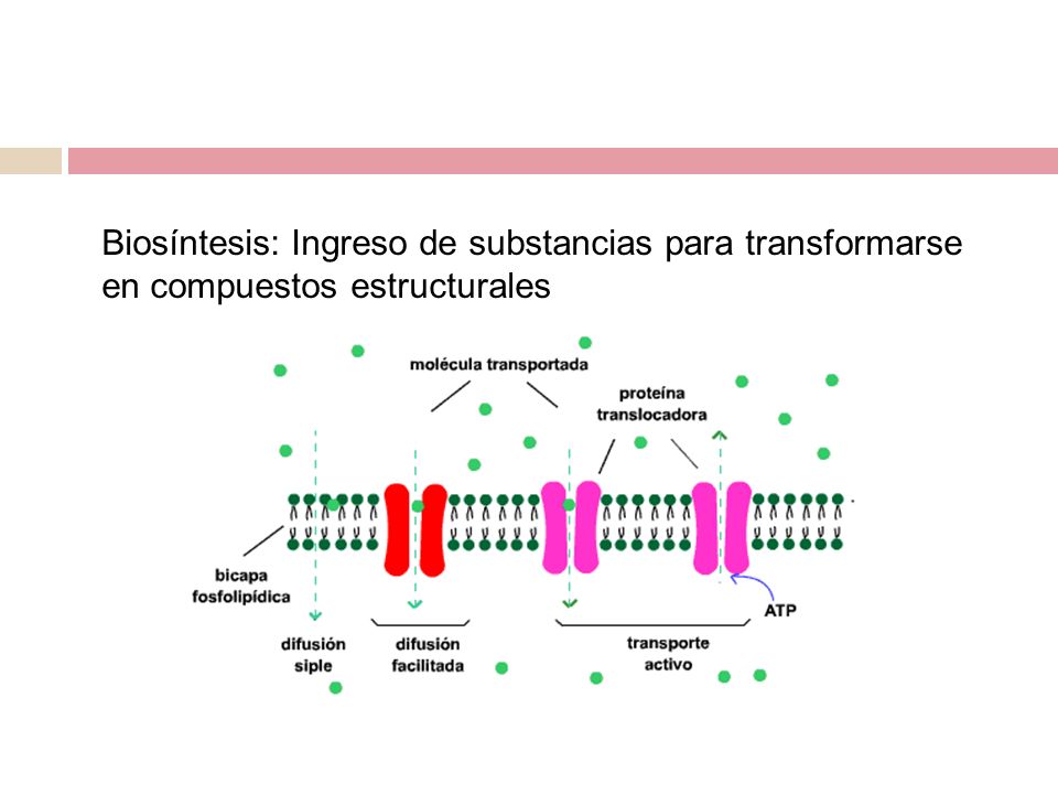 Introducción Biosíntesis: Ingreso de substancias para transformarse en compuestos estructurales