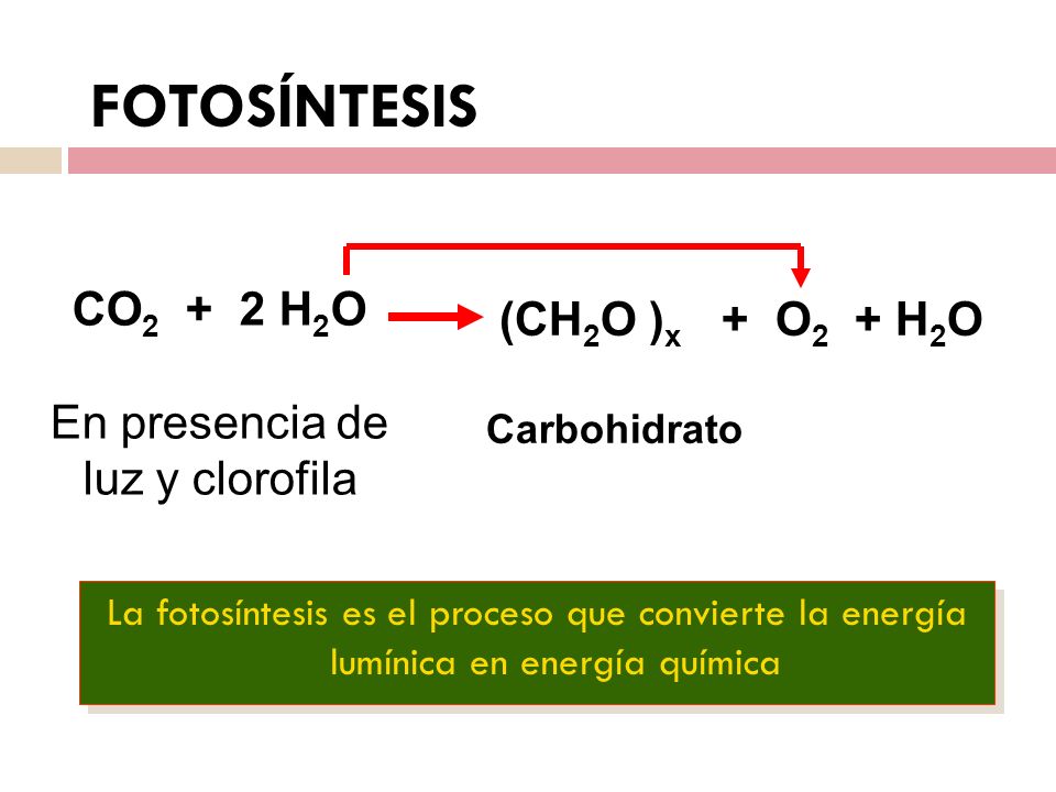 En presencia de luz y clorofila