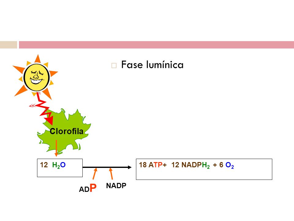 Fase lumínica Clorofila 12 H2O 18 ATP+ 12 NADPH2 + 6 O2 ADP NADP