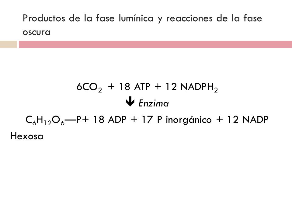 Productos de la fase lumínica y reacciones de la fase oscura