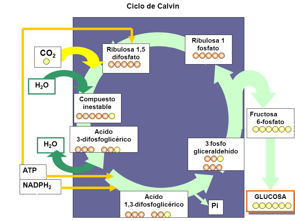 CO2 Ciclo de Calvin H2O H2O ATP NADPH2 Pi Ribulosa 1 fosfato
