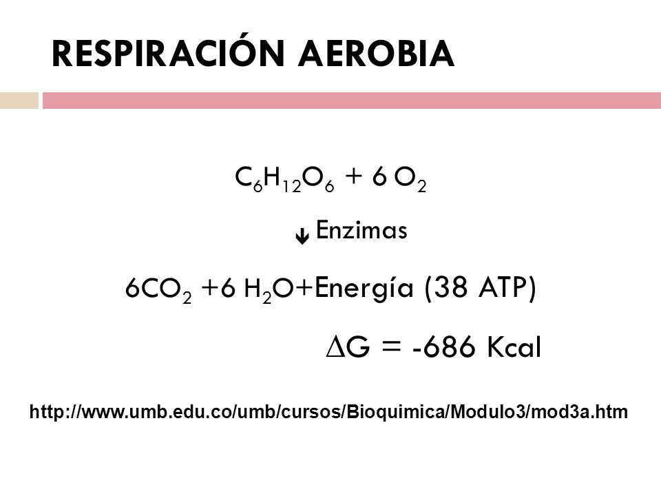 Respiración aeróbica (Rutas de utilización del piruvato por aerobios)