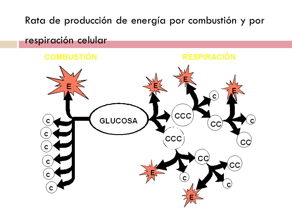 Rata de producción de energía por combustión y por respiración celular