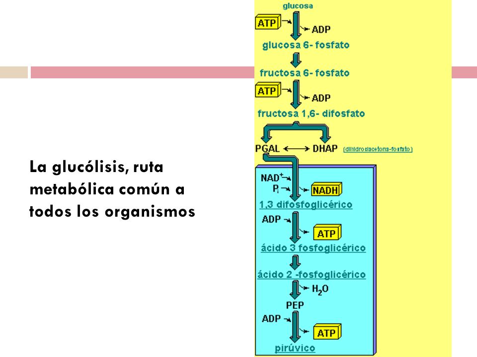 La glucólisis, ruta metabólica común a todos los organismos