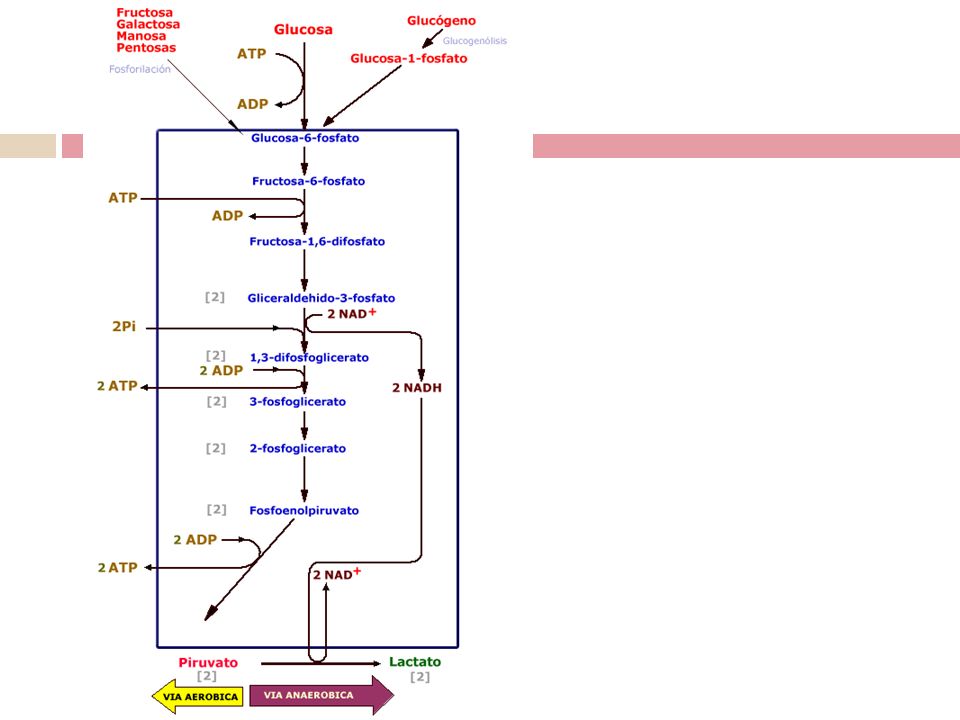 La glucólisis es una vía común para la producción de energía puesto que éste es un proceso activo, tanto cuando hay presencia de oxígeno ( Glucólisis aeróbica), como cuando no hay oxigeno disponible en la célula (glucólisis anaeróbica). Esta característica de la glucólisis es crucial porque es la que permite que las células sobrevivan y relizen trabajo, durante un determinado período de tiempo, en condiciones anaeróbicas o en situaciones anóxicas.