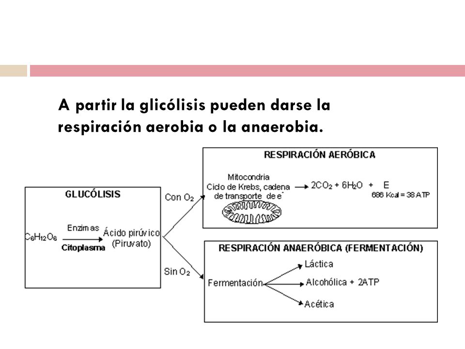 A partir la glicólisis pueden darse la respiración aerobia o la anaerobia.