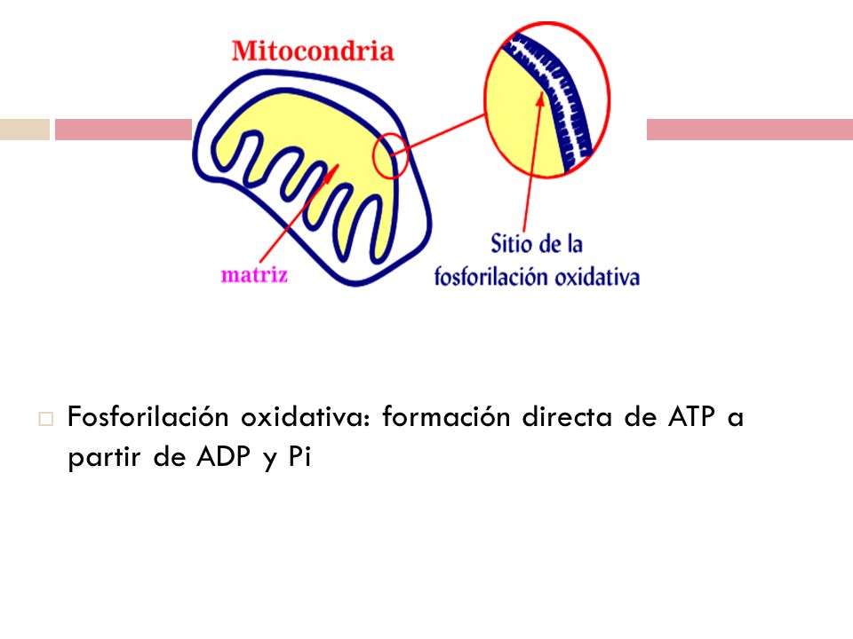 Fosforilación oxidativa: formación directa de ATP a partir de ADP y Pi
