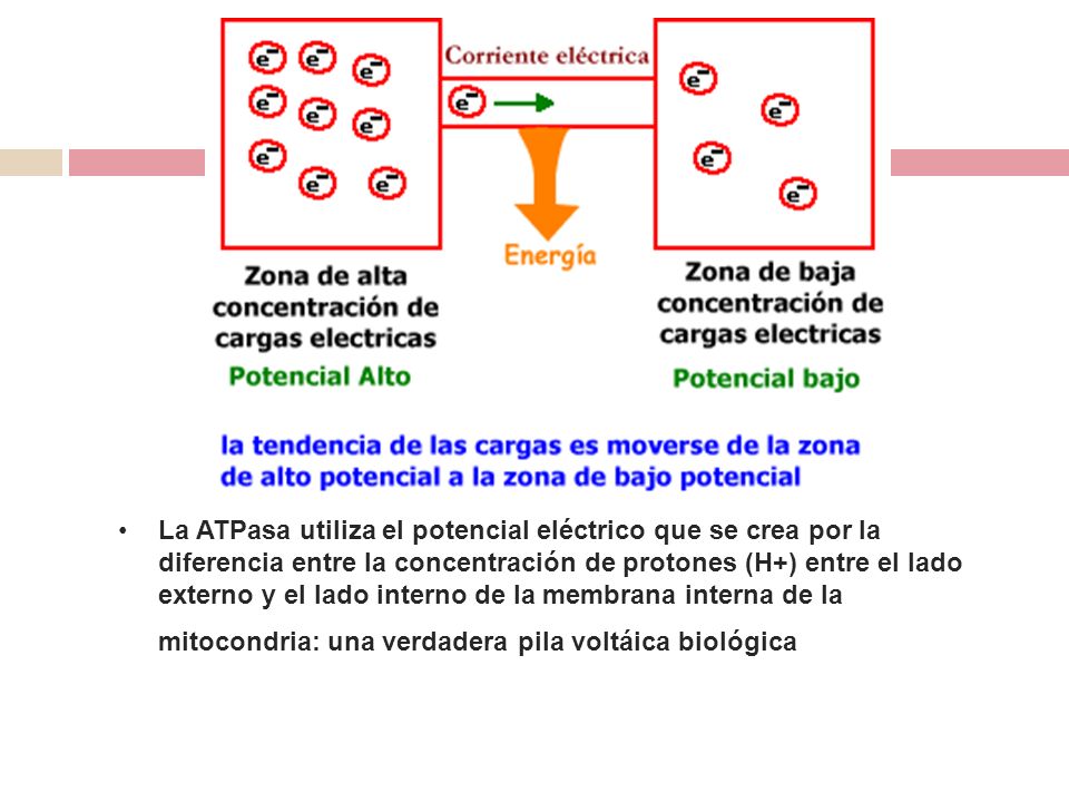 El flujo de electrones ocurre expontáneamente, puesto que la cadena de intermediarios que los transportan en la membrana, constituyen una cascada de potencial electrico. ¿Que quiere decir esto . Las leyes del cosmos, hasta ahora estudiadas (las clásicas), nos demuestran un principio universal: los sistemas tienden a adquirir los estados energéticos mas bajos posibles. Eso explica porqué un cuerpo cae en la tierra, porqué los gases tienden a escapar de los recipientes que los contienen y a ocupar todo el volume disponible; porqué el agua de los rios corre hacia el mar; porqué un cuerpo transmite calor a otro, y en nuestro estudio particular, porqué existen las corrientes eléctricas: Las corrientes eléctricas se desatan debido a que, si se establece un puente entre dos conjuntos de cargas eléctricas cuyos estados energéticos son diferentes, el sistema conformado con el puente tiende a adquirir su menor estado energético posible; ésto lo logra cuando la concentración de cargas electricas en todo el sistema es homogénea. Para lograr esa homogeneidad, el exceso de cargas en un sitio se desplaza hasta otros sitios donde haya menor cantidad de cargas. Dicho desplazamiento de cargas desde un sitio a otro es lo que conocemos como corriente eléctrica .