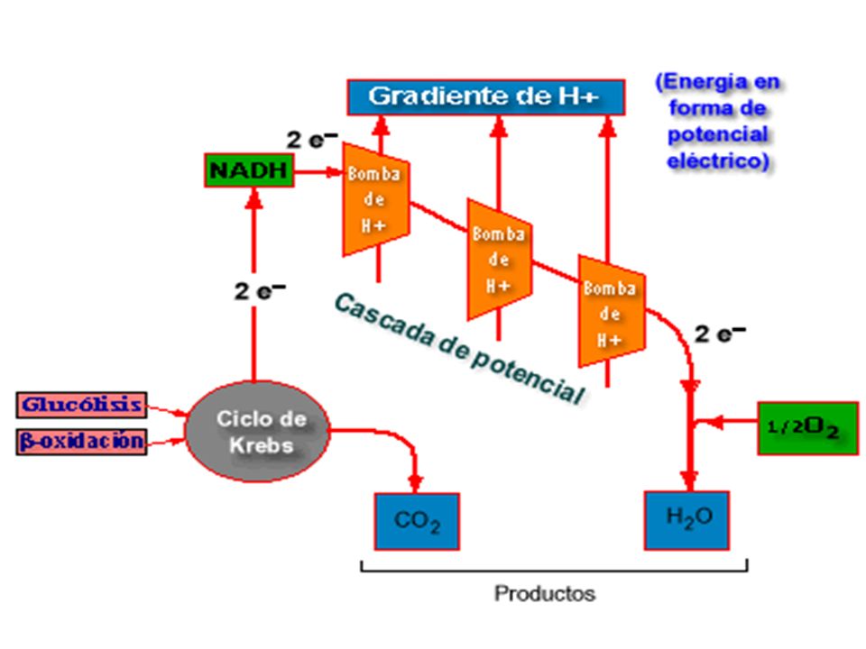 La siguiente curva representa La caida de potencial eléctrico desde el NAD hasta el oxígeno,receptor final de los electrones de la cadena respiratoria.