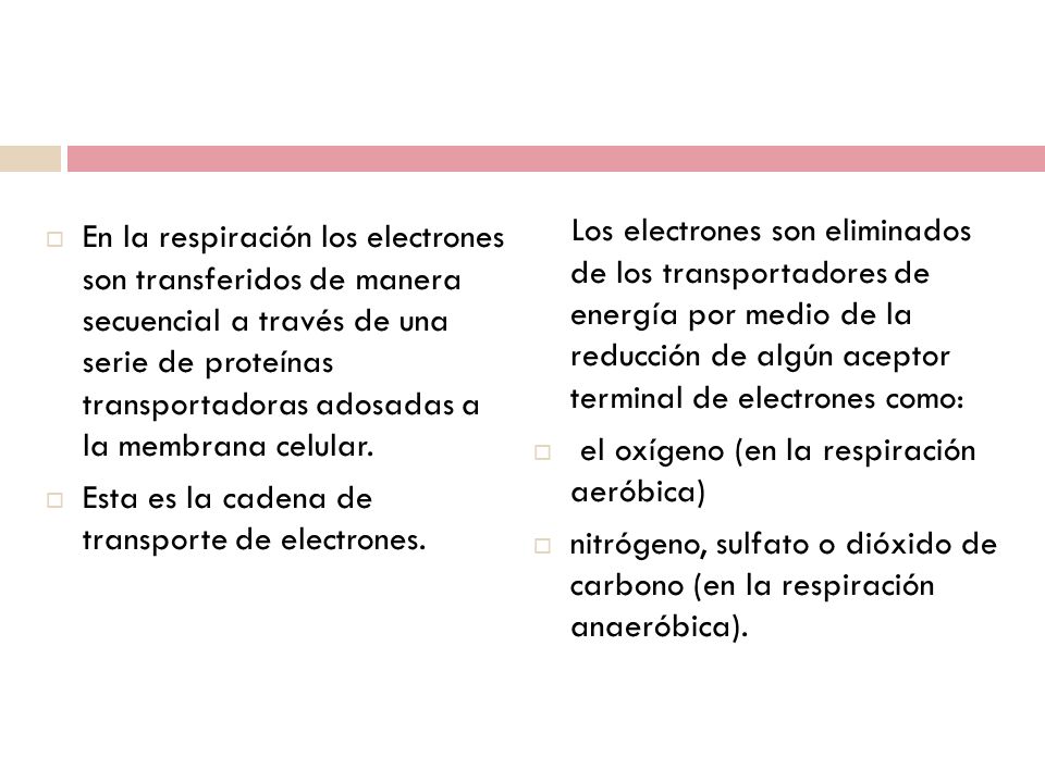 En la respiración los electrones son transferidos de manera secuencial a través de una serie de proteínas transportadoras adosadas a la membrana celular.