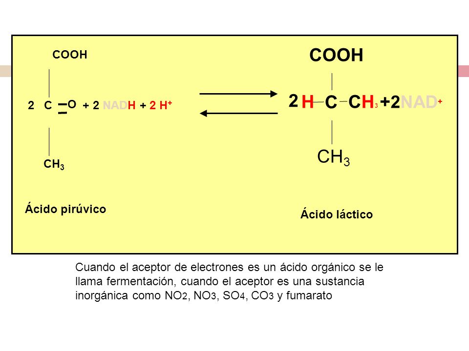 H +2NAD+ + 2 NADH + 2 H+ COOH Ácido pirúvico CH3 O C 2 Ácido láctico