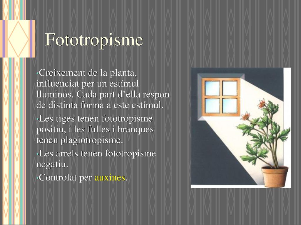 Fototropisme Creixement de la planta, influenciat per un estímul lluminós. Cada part d’ella respon de distinta forma a este estímul.