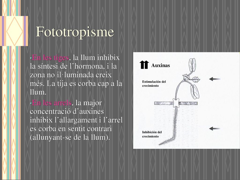 Fototropisme En les tiges, la llum inhibix la síntesi de l’hormona, i la zona no il·luminada creix més. La tija es corba cap a la llum.
