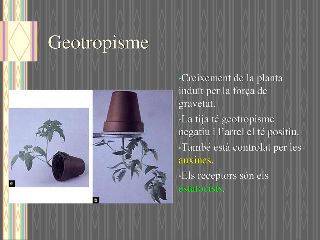 Geotropisme Creixement de la planta induït per la força de gravetat.