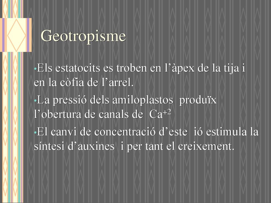Geotropisme Els estatocits es troben en l’àpex de la tija i en la còfia de l’arrel.