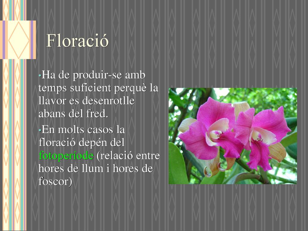 Floració Ha de produir-se amb temps suficient perquè la llavor es desenrotlle abans del fred.