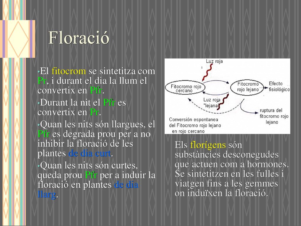 Floració El fitocrom se sintetitza com Pr, i durant el dia la llum el convertix en Pfr. Durant la nit el Pfr es convertix en Pr.