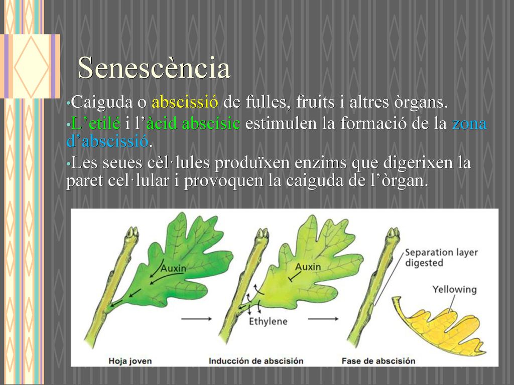 Senescència Caiguda o abscissió de fulles, fruits i altres òrgans.