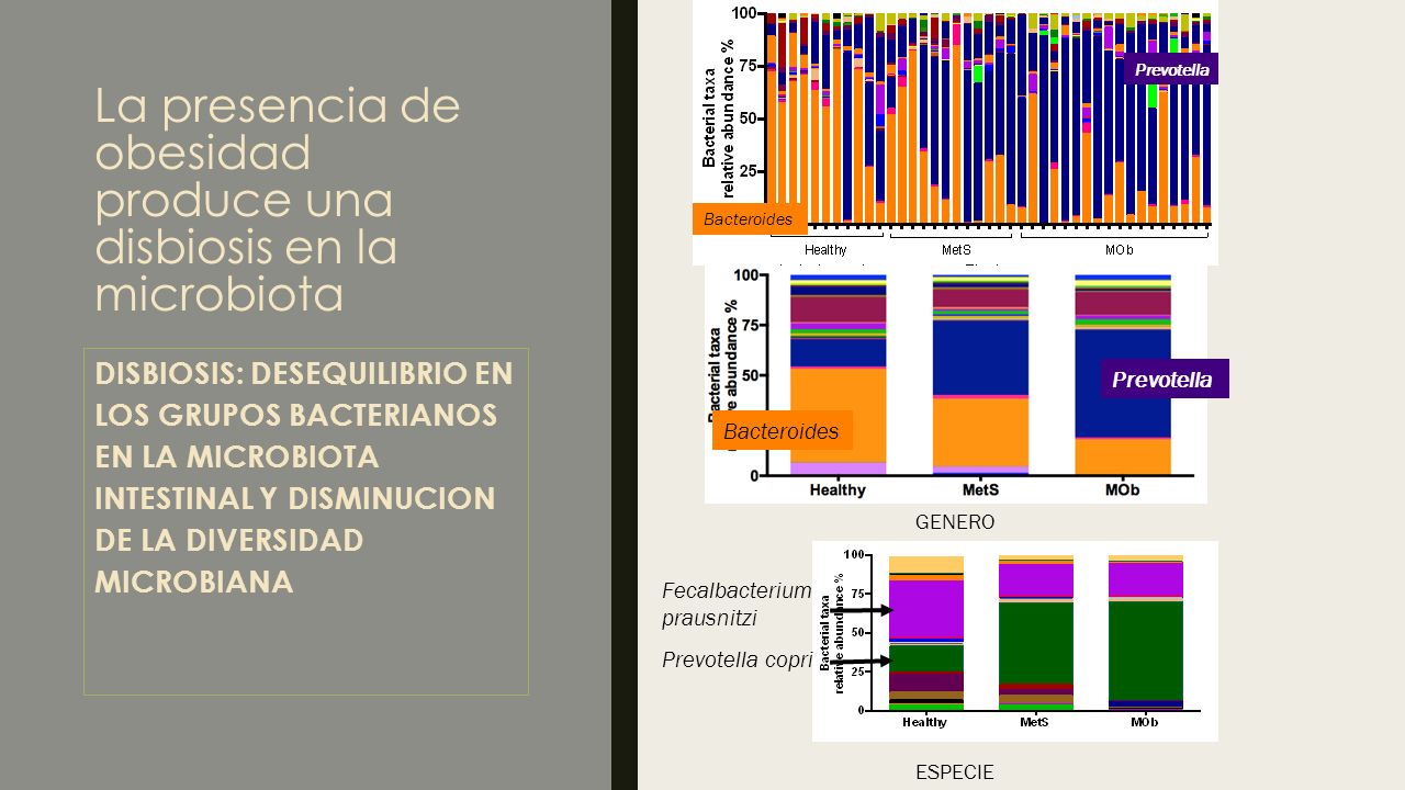 La presencia de obesidad produce una disbiosis en la microbiota