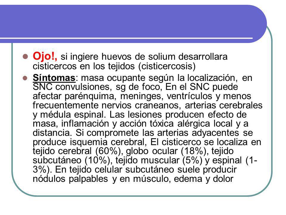 Ojo!, si ingiere huevos de solium desarrollara cisticercos en los tejidos (cisticercosis)