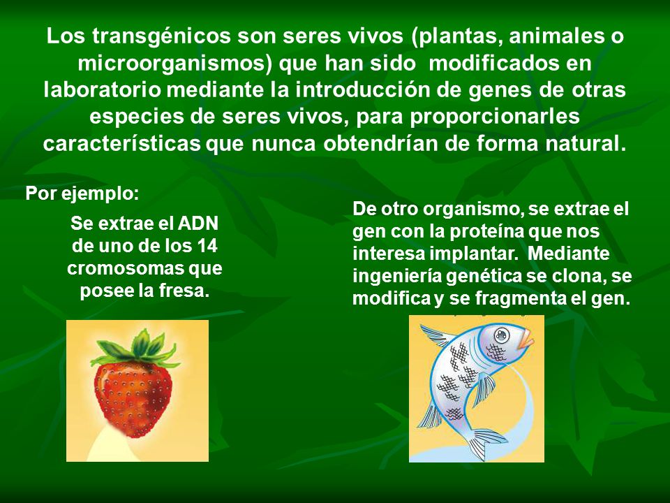 Se extrae el ADN de uno de los 14 cromosomas que posee la fresa.