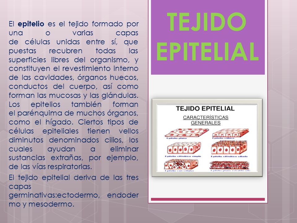 El epitelio es el tejido formado por una o varias capas de células unidas entre sí, que puestas recubren todas las superficies libres del organismo, y constituyen el revestimiento interno de las cavidades, órganos huecos, conductos del cuerpo, así como forman las mucosas y las glándulas. Los epitelios también forman el parénquima de muchos órganos, como el hígado. Ciertos tipos de células epiteliales tienen vellos diminutos denominados cilios, los cuales ayudan a eliminar sustancias extrañas, por ejemplo, de las vías respiratorias.