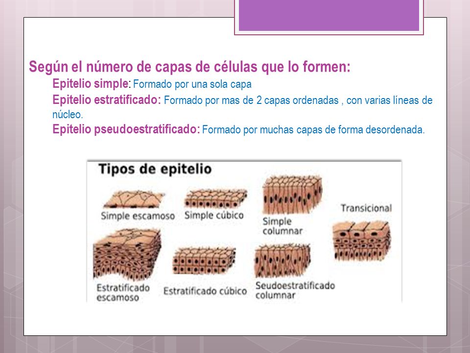 Según el número de capas de células que lo formen: