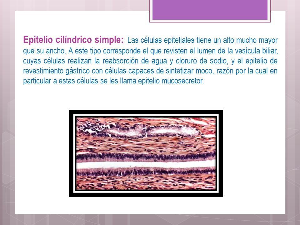 Epitelio cilíndrico simple: Las células epiteliales tiene un alto mucho mayor que su ancho.